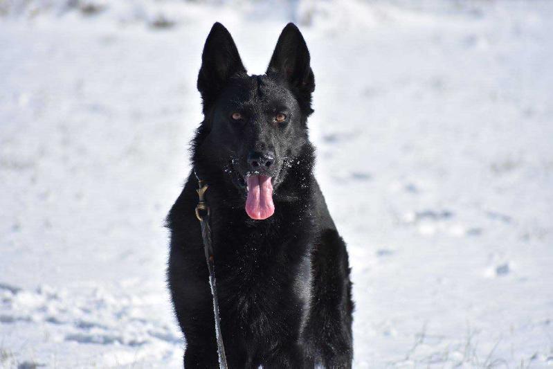 Iron G Van Den Heuvel