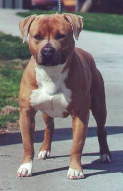 INT'l CH/GR CH Gemini's Peanut Of Powerhouse