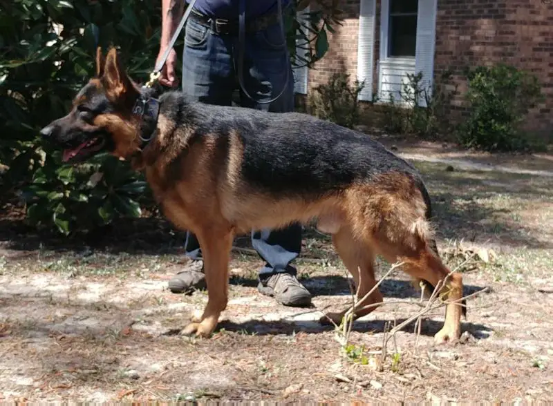 Caleb Von Haven Malak Vom Olsonhaus