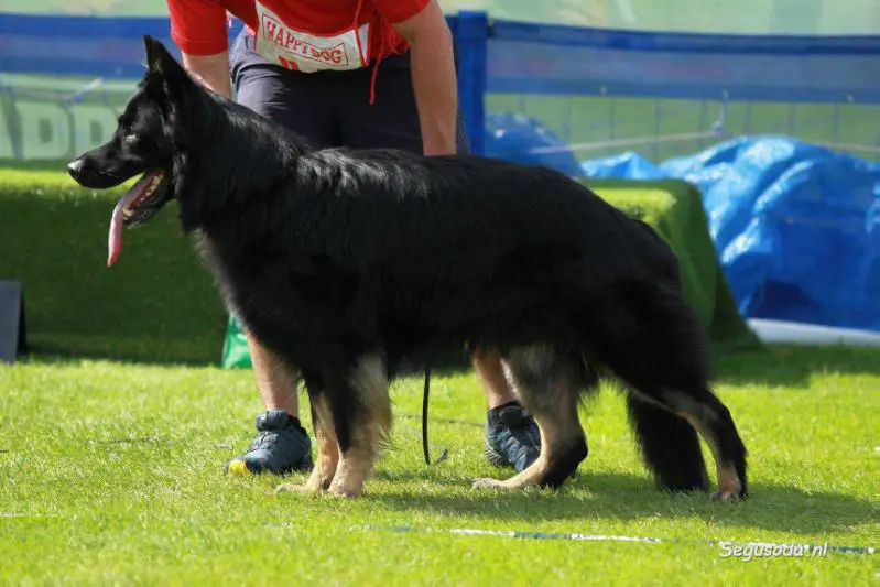 V(BSZS) Ekki Gremlin's