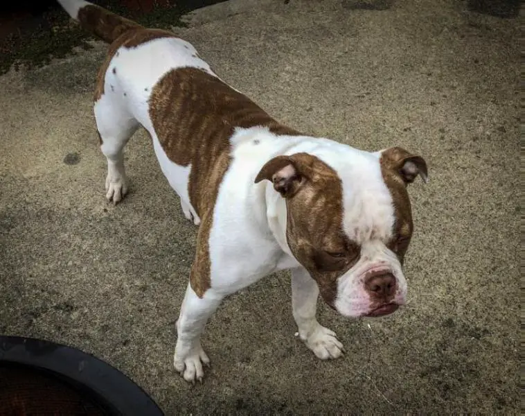 Centerbull's Sir Charles AKA Barkley