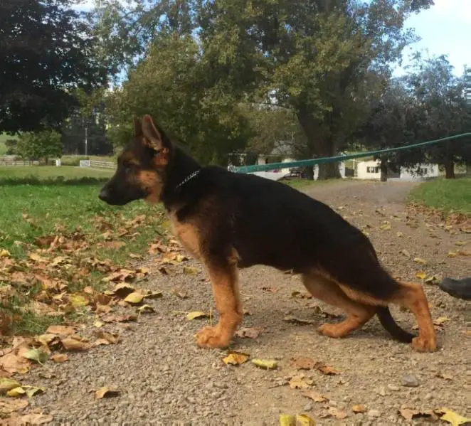 Python vom Volkerson