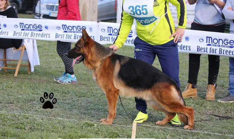 Maranello del Caiatino