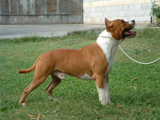 Fiebre Maldini de Gerbal