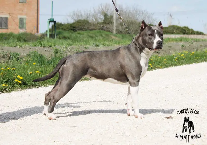 Contra Legem Cersei Lannister