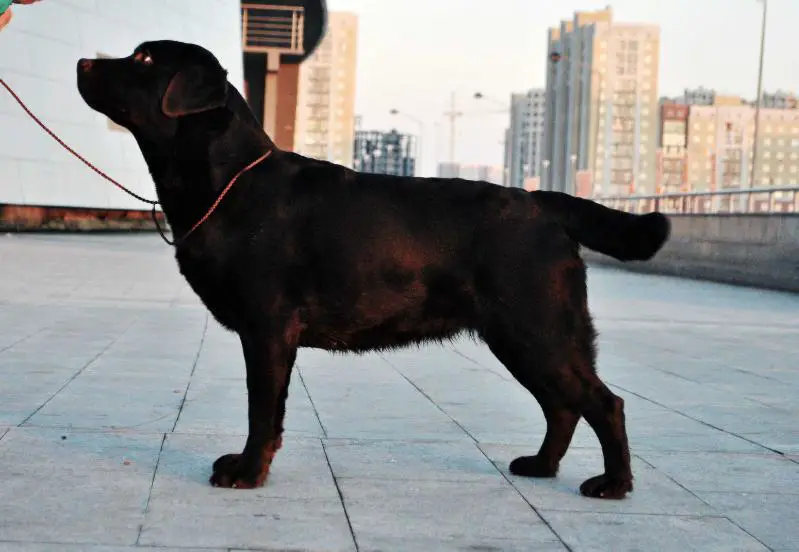 JUNCH.RUS LABRY BERRY VICTORIAN AGE LUMIER DE VIE