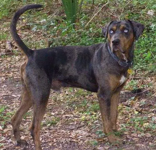 QUINT GRCH Ingram's Cracker Boy