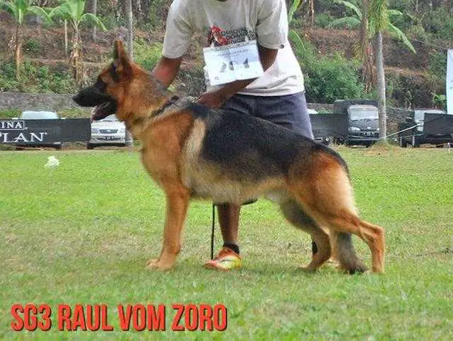 Raul von Zoro
