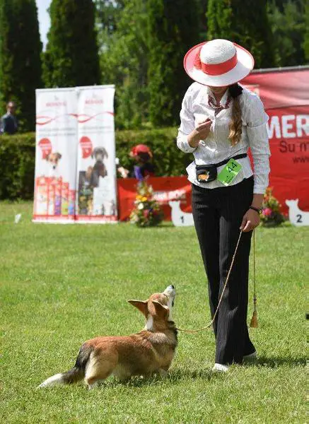 Ch Bel. CZACZA z Piaschotnai Zorki