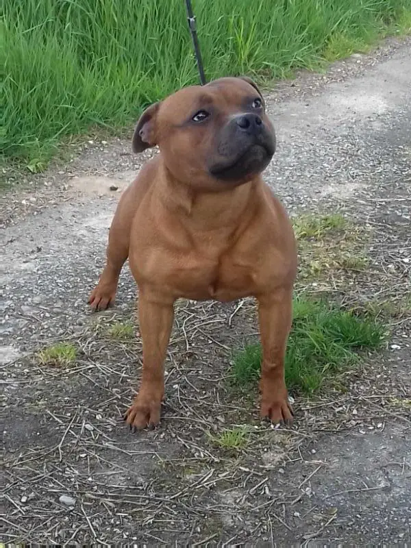 CHARMER CASANOVA DOMIDAR DOGS