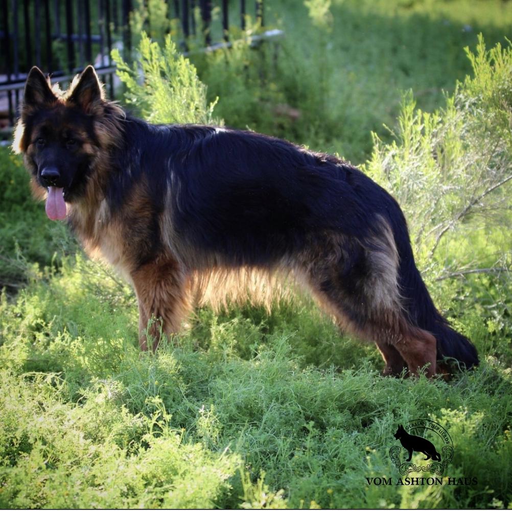 SG1 Quorra von der Zenteiche