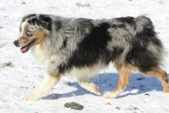 Friendship Farms Blue Cheese