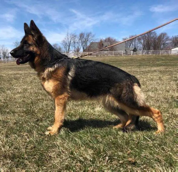 Aisha vom Team Panoniansee (2017)