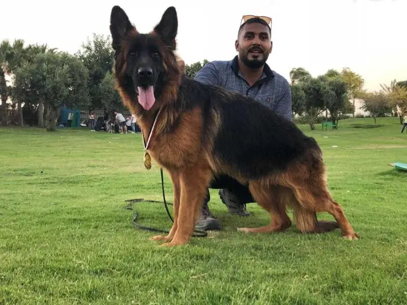 Ghana vovs backa muppet