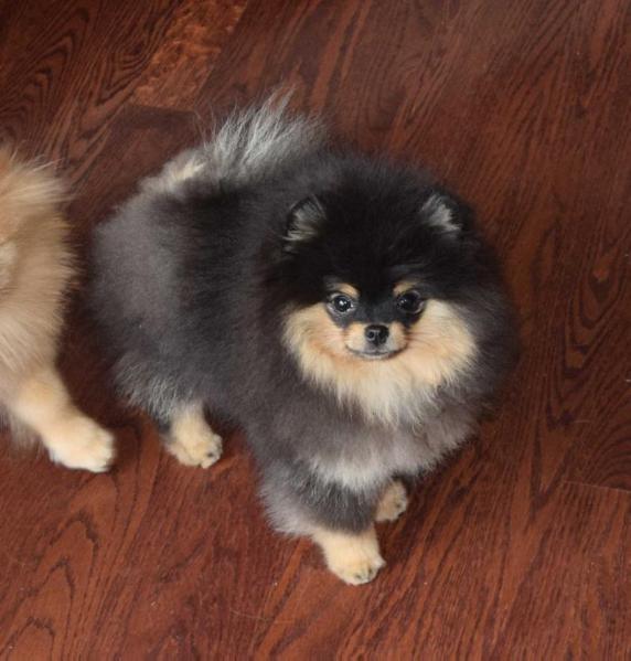 Champion Firesprite's Moon Rock