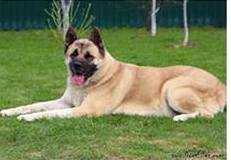 Kukla S Millionnogo Mosta