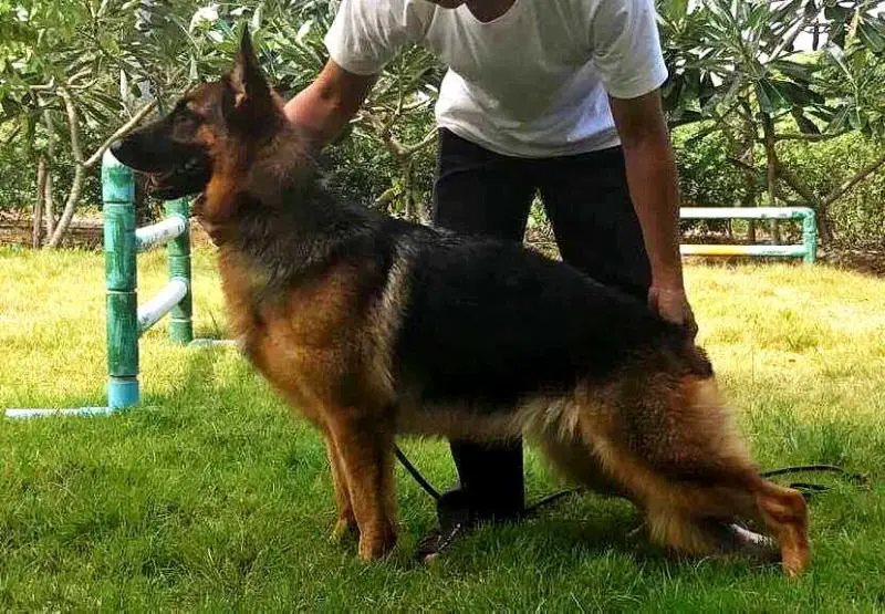 Spear vom Hunter Dog