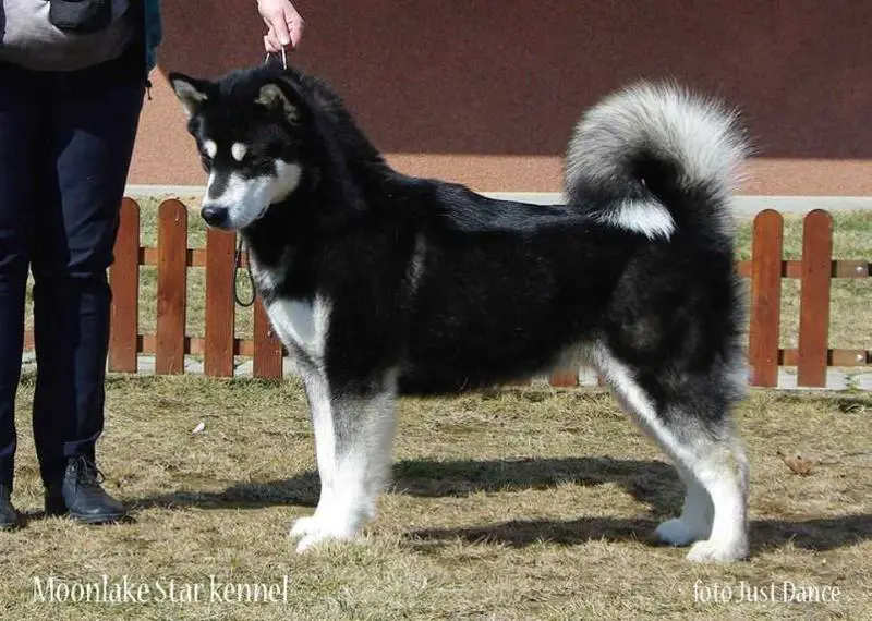 Ch.Pl. JANET JACKSON od Ledove Kralovny