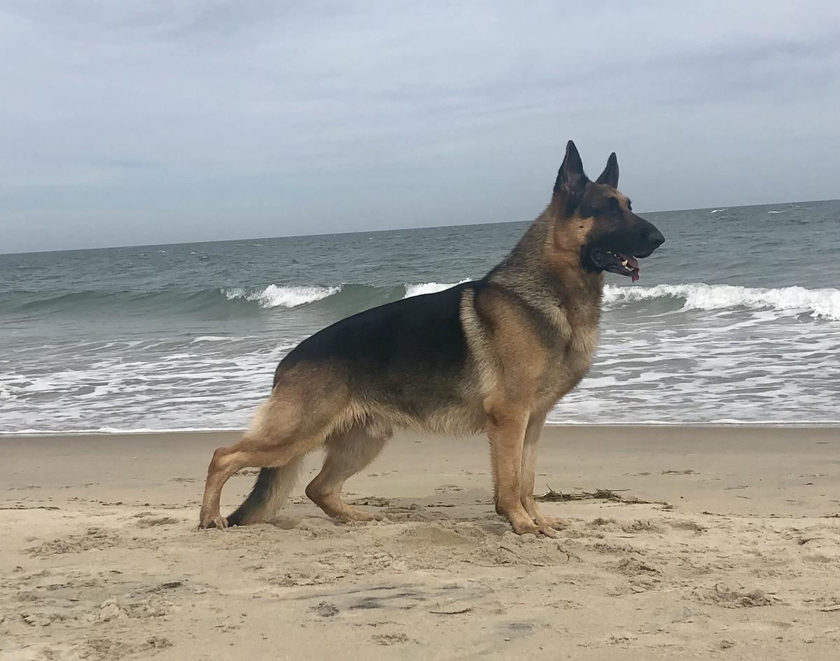 PAM-P HV GCHB TC (CH, HC, MACH) MACH3 PACH Caisson’s Expensive Gamble v Kezziah