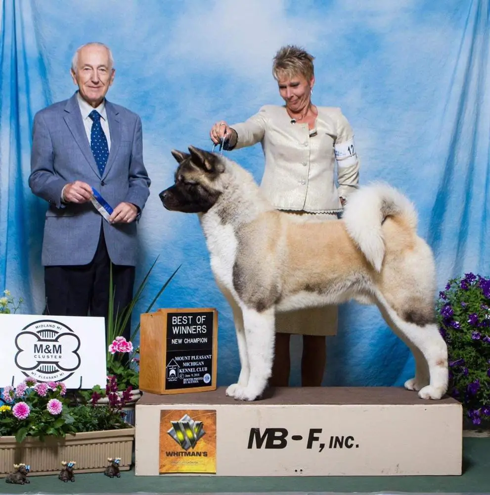 AKC CH Finesse's "High Voltage" @ Day Dream