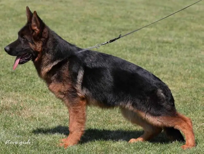 Packo von der Schmiede