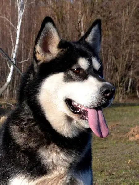 Unga Severnoe Siyanie