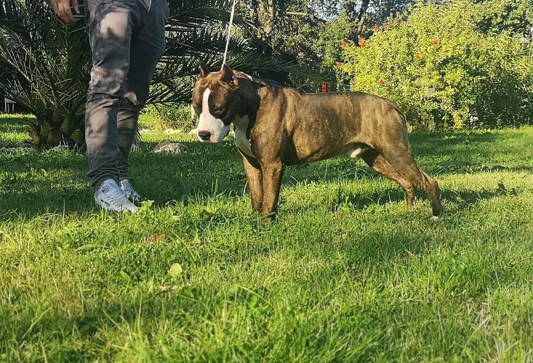 Ricchi's LB's Luke Hobbs