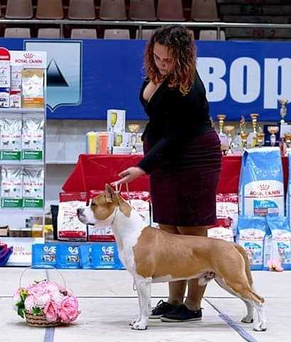 CH RUS,CH RKF, CH KZ, JCH KZ, JCH RUS Faraday Michael Eternal Engine