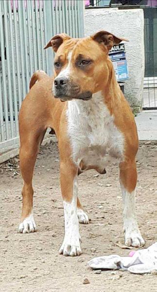 Maya Of Passion Amstaff