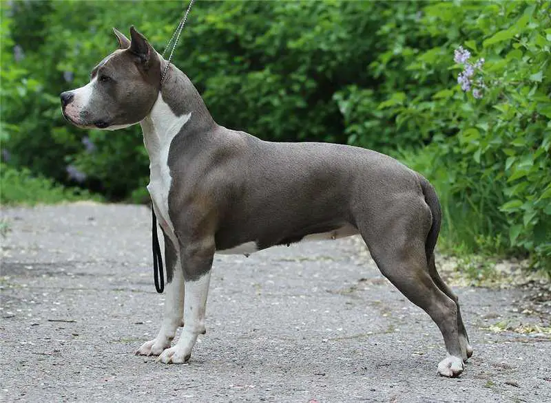 Anzheda's Pride Tamila Heventli