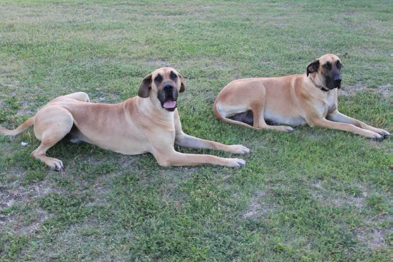 Dante of Southfork Danes