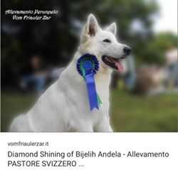 Diamond Shining od bijelih andela