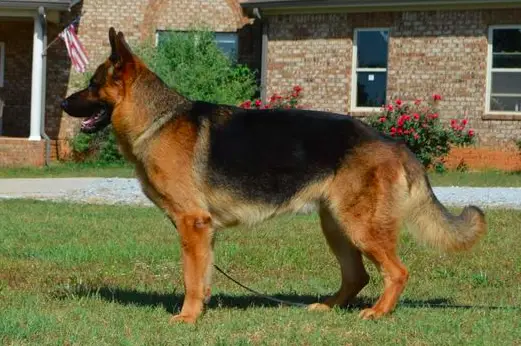 Rocco Royal Vom Appleridge