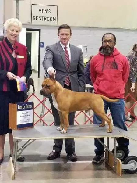 AKC champion AKC Ch. Fifty Shades of Gaster