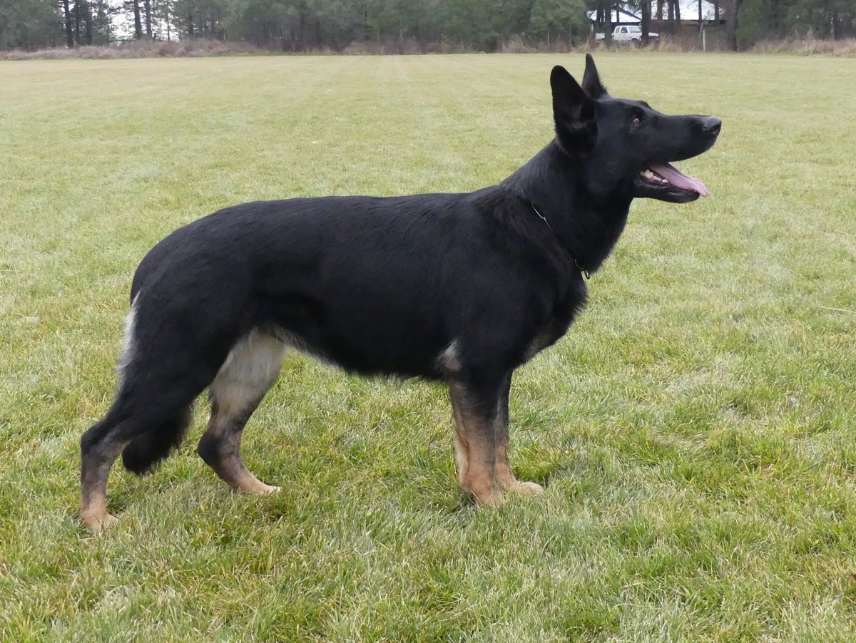 SG Azara von der Gnadehund