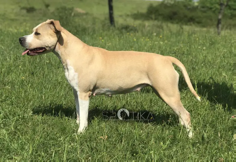 RJCh, JCW, RoCh, MDCh Crazy Crys Amandina of SPOTIKA