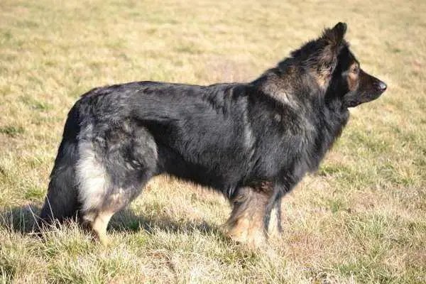 King-Rocky vom Altdeutschen Eck