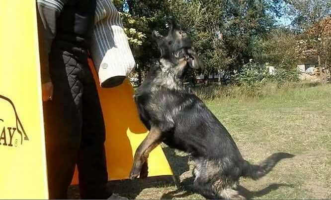 Bard z Eliščina dvora