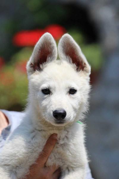 Born to Win Warrior Dollar