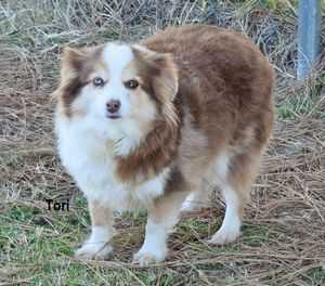 HERDDOGIES SASSY LITL TORIETT