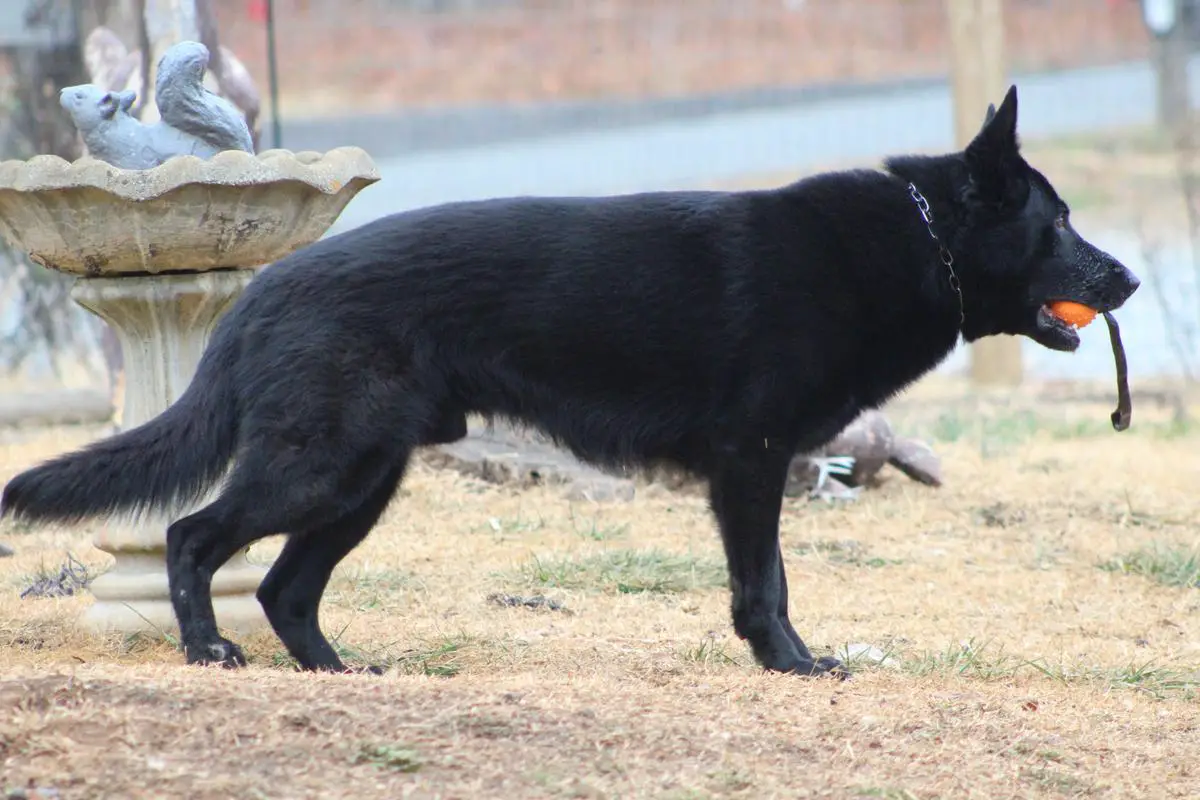 SG Ivan Groznyj European K9 Training Base