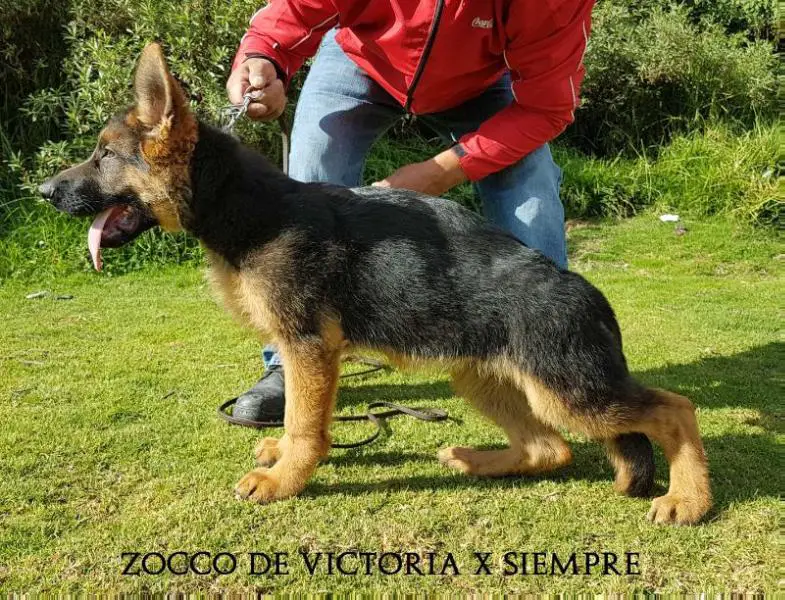 Zocco De Victoria X Siempre