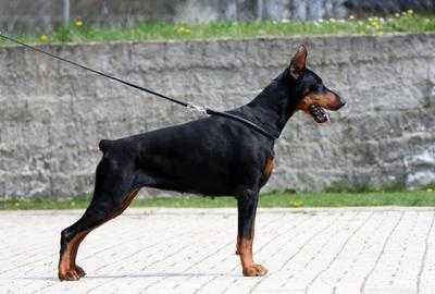 Valdora-Valour De Grande Vinko