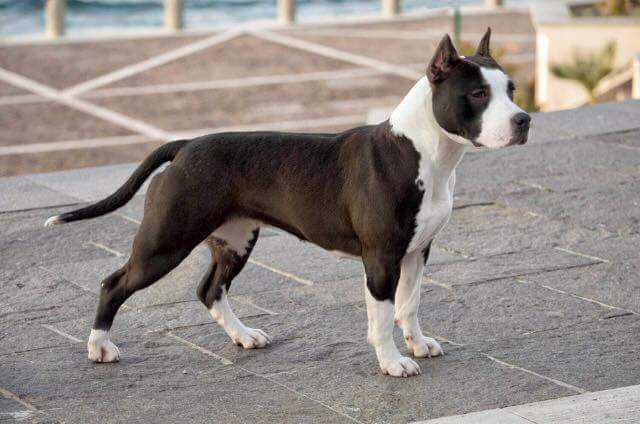 Mayron Per Aspera Ed Astra