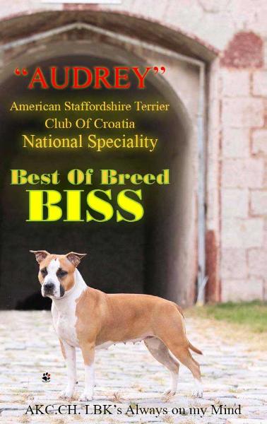 AKC.CH, BISS, JBIS, GCH.Ro LBK's Always on my Mind