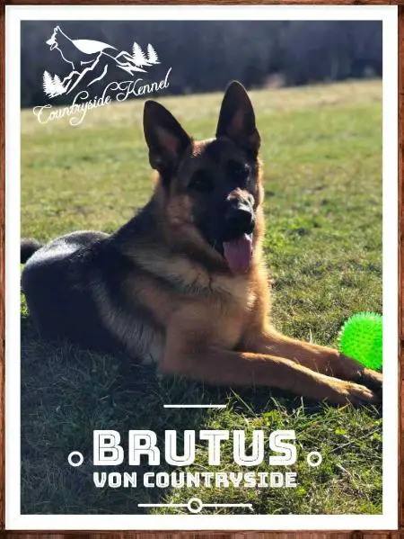 Brutus Von Countryside