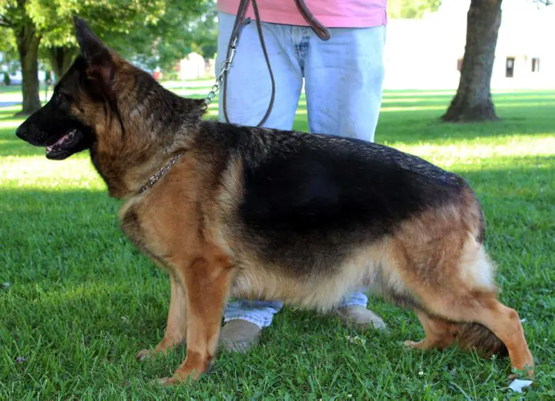 Kely Vom Haus Milesevac (2016)