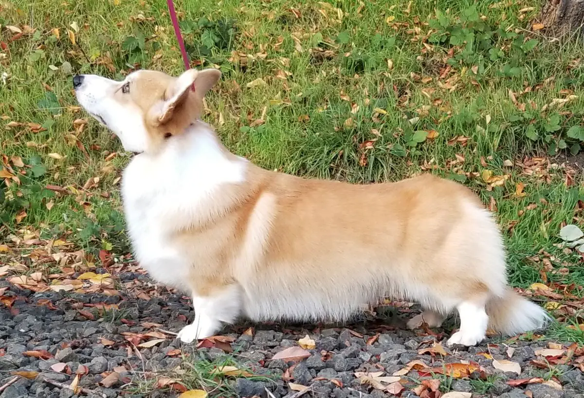 Orden Keltov Tango Time