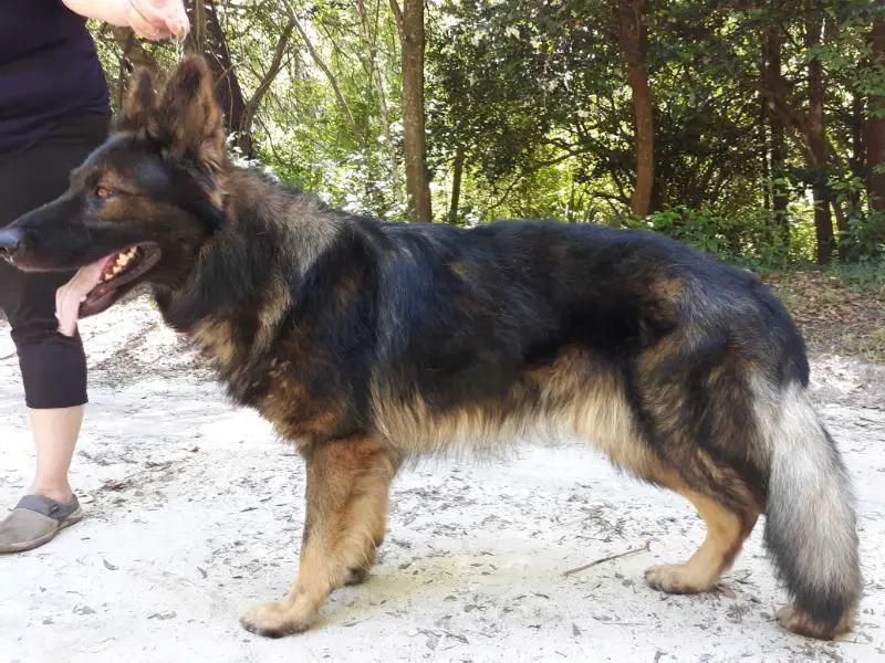 Diesils Dash Misko Von Dozer