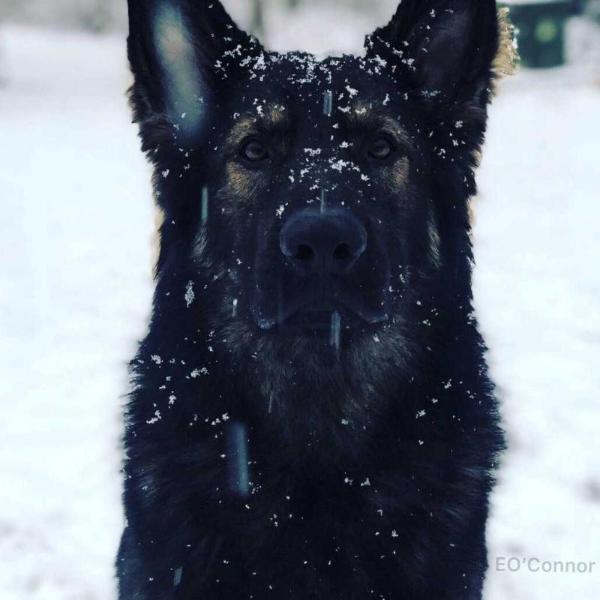 Der Blitzanstifter Vom Century